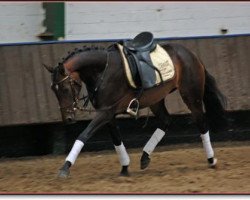 dressage horse Nemesis (German Riding Pony, 2005, from Nabucco R)