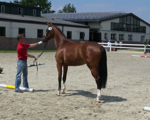 Zuchtstute Cosima (Westfale, 2010, von Christ)