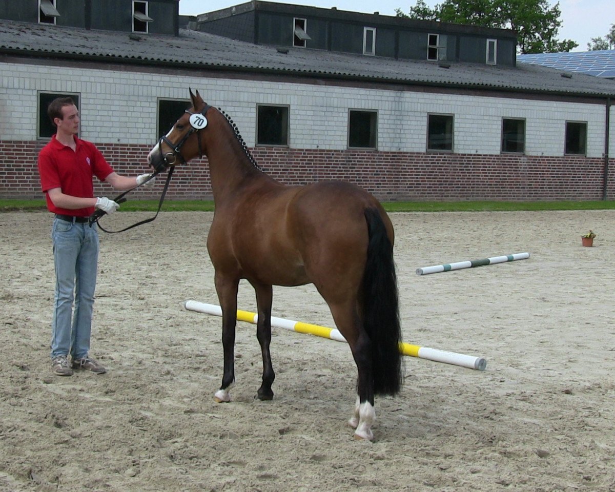 broodmare Nikita 465 (German Riding Pony, 2010, from Casino Royale K WE)