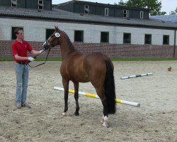 broodmare Nikita 465 (German Riding Pony, 2010, from Casino Royale K WE)