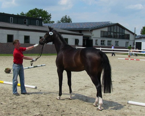 jumper Cindy (Westphalian, 2010, from Camax L)