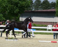 dressage horse Belrose (Westphalian, 2010, from Belissimo NRW)