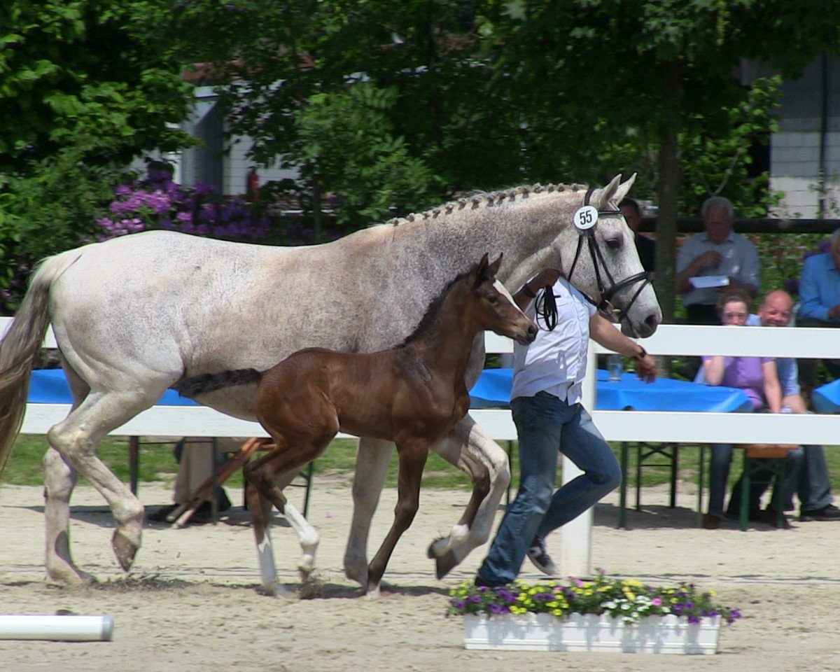 jumper Stute von Acodetto (Westphalian, 2013, from Acodetto I)
