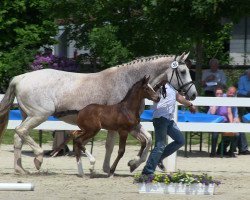 Springpferd Stute von Acodetto (Westfale, 2013, von Acodetto I)