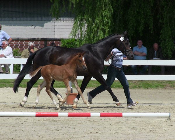 Springpferd Arcadia Blossom (Westfale, 2013, von A Lee Spring Power)