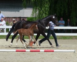 Springpferd Arcadia Blossom (Westfale, 2013, von A Lee Spring Power)