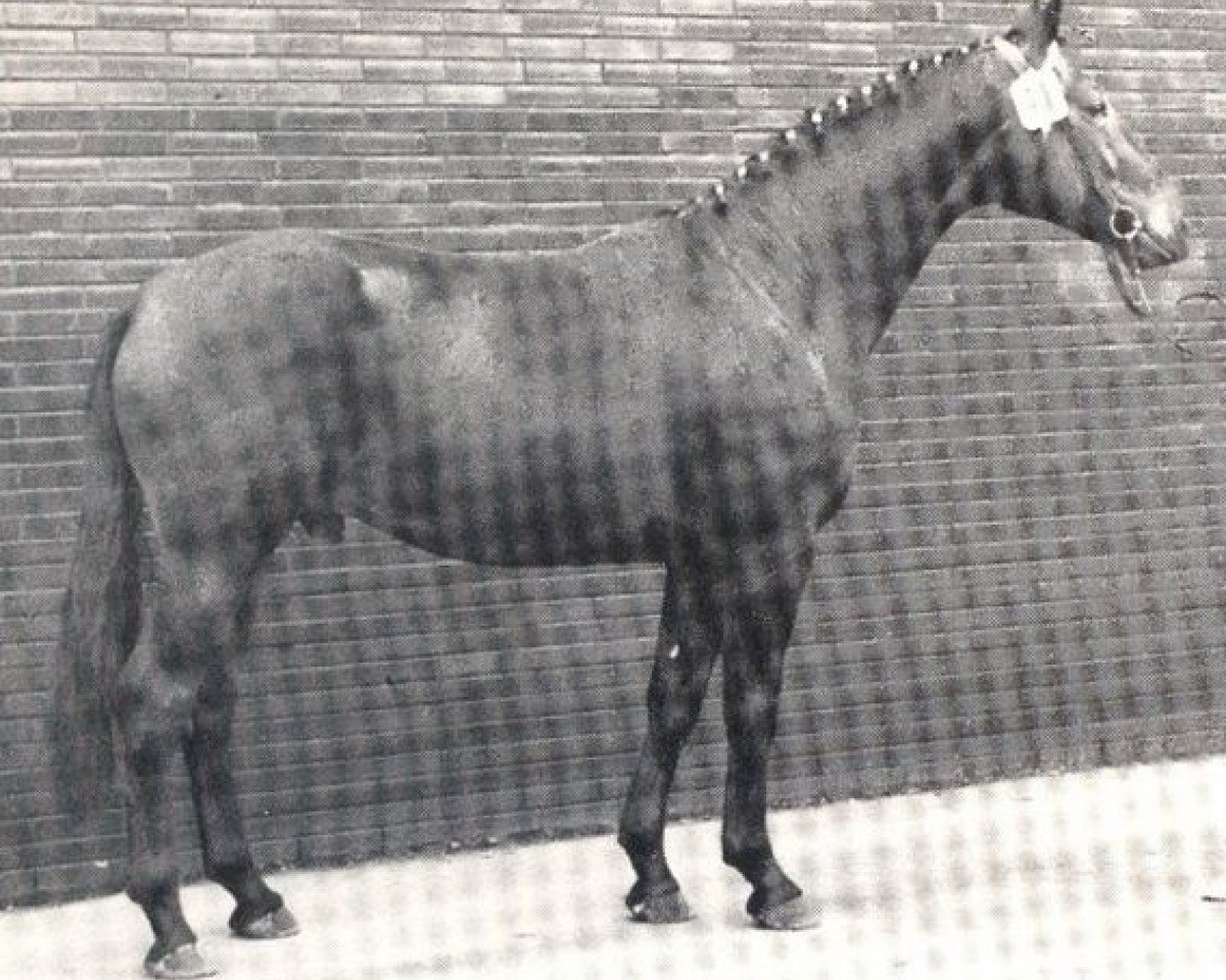 Deckhengst Fantast (Westfale, 1970, von Frühling)