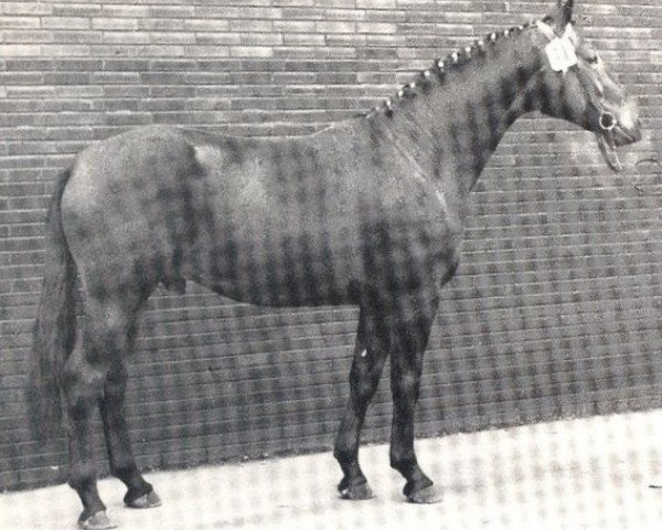 stallion Fantast (Westphalian, 1970, from Frühling)