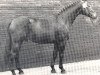 stallion Fantast (Westphalian, 1970, from Frühling)