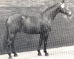 stallion Fantast (Westphalian, 1970, from Frühling)