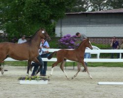 Springpferd Campino L 3 (Westfale, 2013, von Coronas 2)