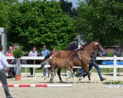 jumper Verona 123 (Westphalian, 2013, from Valeron)