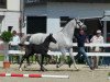 stallion Dawao L 2 (Westphalian, 2013, from Dibadu L)