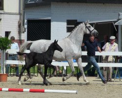 stallion Dawao L 2 (Westphalian, 2013, from Dibadu L)