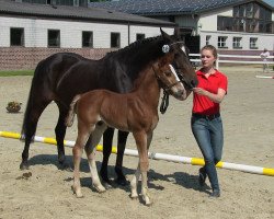 dressage horse Dr. Hook (Westphalian, 2013, from Dibadu L)