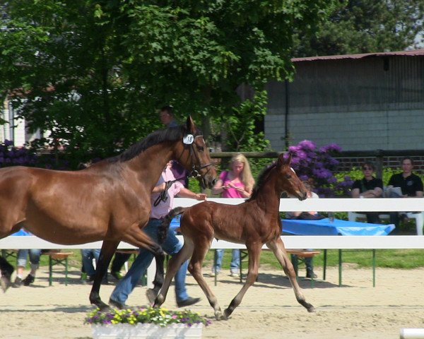 stallion Hengst von Dibadu L (Westphalian, 2013, from Dibadu L)