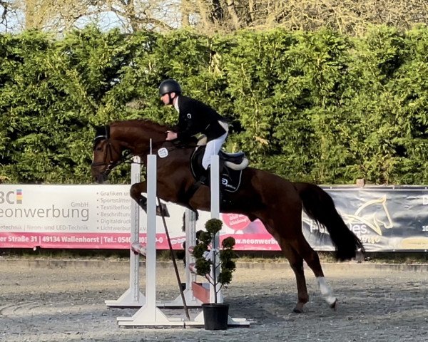 jumper Diamant de Dyankov (Oldenburg show jumper, 2018, from Diamant de Plaisir)