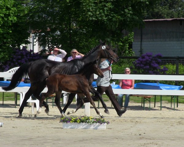 broodmare Stute von Dibadu L (Westphalian, 2013, from Dibadu L)