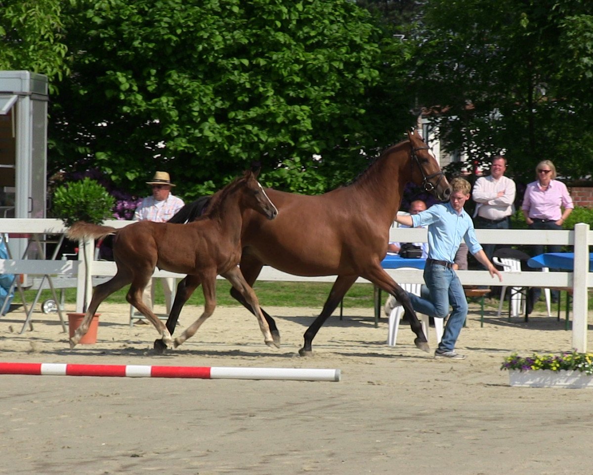 jumper Ruby In Red L (Westphalian, 2013, from Dibadu L)