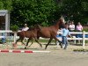 Springpferd Ruby In Red L (Westfale, 2013, von Dibadu L)