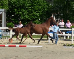 Springpferd Ruby In Red L (Westfale, 2013, von Dibadu L)