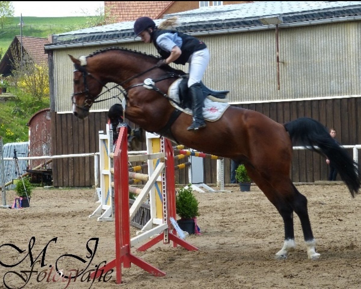 jumper Omega 26 (Hungarian Warmblood, 2002, from Ginus)