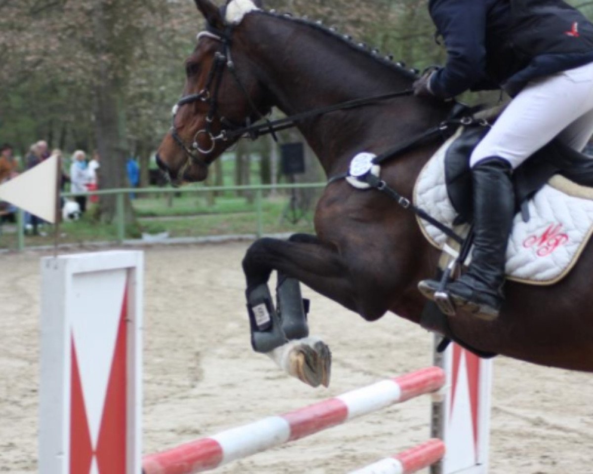 broodmare Cara Mia (Oldenburg, 2008, from Carenzo)