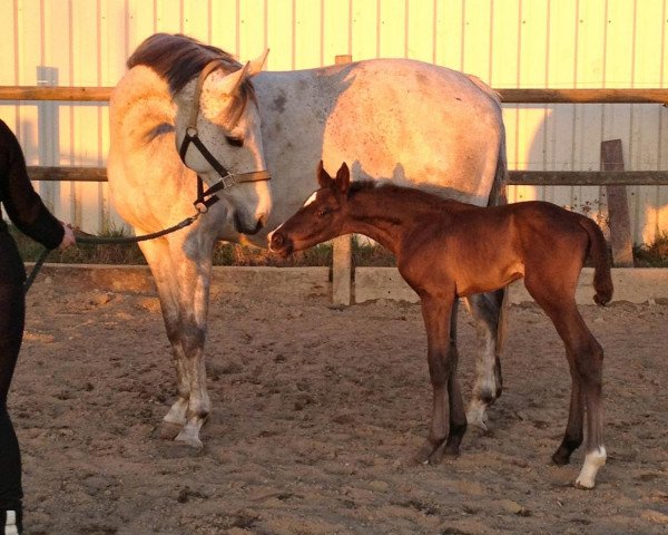 broodmare Popcorn's Piccolina (Westphalian, 2004, from Popcorn)