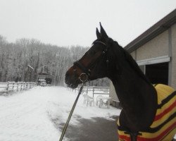 broodmare Rive Gauche (Rhinelander, 2004, from Rocket Star)