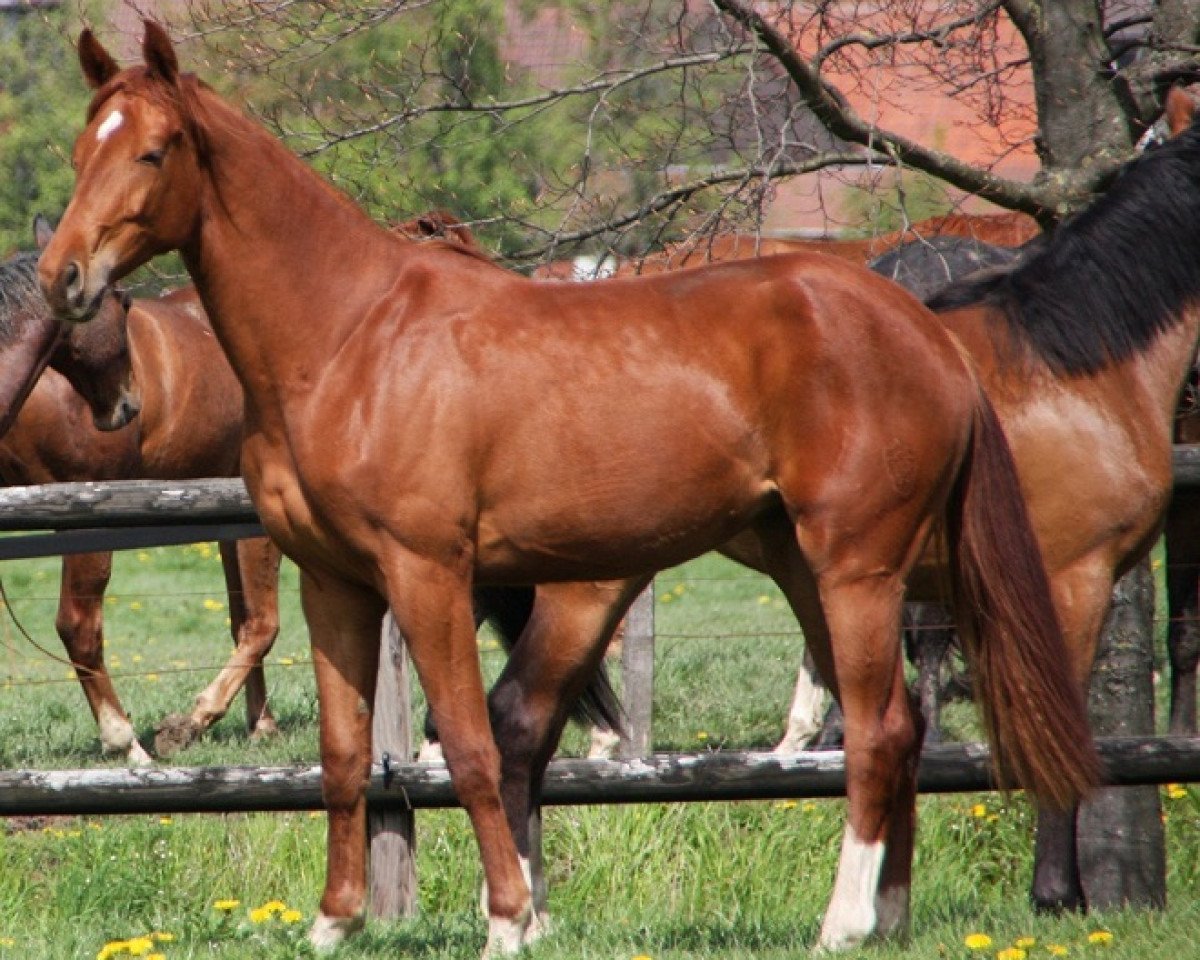 broodmare Fey's Baroness (Westphalian, 2010, from Blickpunkt 4)