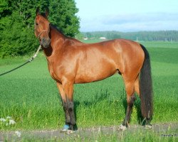 broodmare Dolly (Thuringia, 1998, from Sandros)