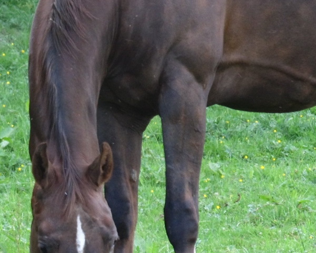 broodmare Donau Wind (Zweibrücken, 1995, from Donnerschlag)