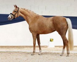 dressage horse Datinah AT (Westphalian, 2018, from Dating AT NRW)