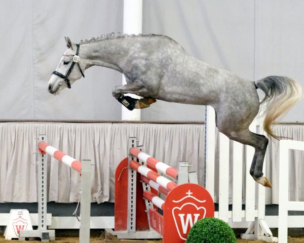 jumper Renate (German Riding Pony, 2018, from Rimondo)