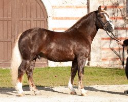 stallion Rosenkavalier (Black Forest Horse, 2013, from Rubiniero)