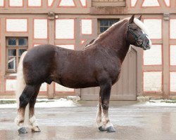 stallion Rubinrot (Black Forest Horse, 2013, from Rubin)