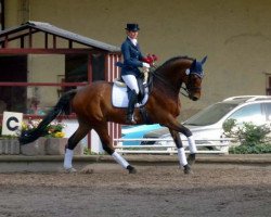 dressage horse Lagavulino (Oldenburg, 1998, from Landcapitol)