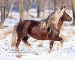 Pferd Dirkson (Schwarzwälder Kaltblut, 1992, von Dirk)