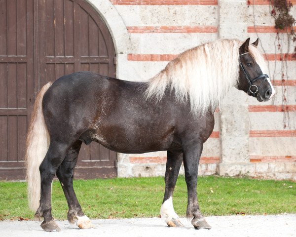 stallion Rotenberg (Black Forest Horse, 2011, from Revisor)