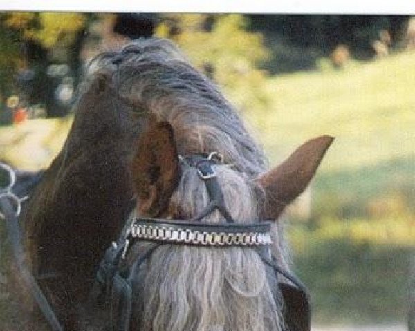 stallion Dirk (Black Forest Horse, 1988, from Direkt)
