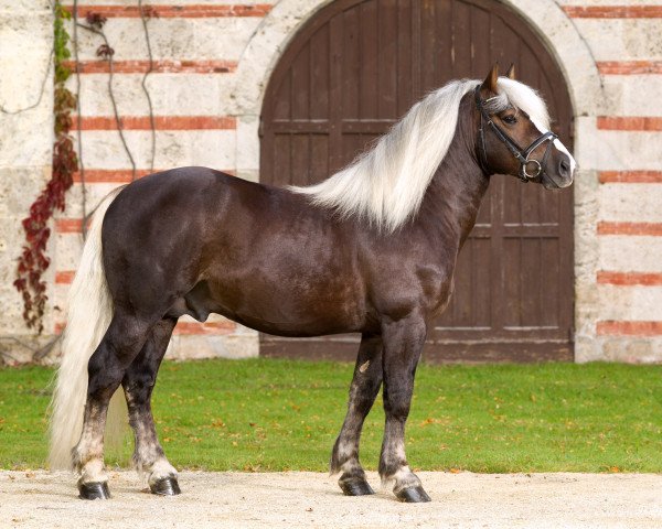 stallion Mendel (Black Forest Horse, 2014, from LVV Modigliani)