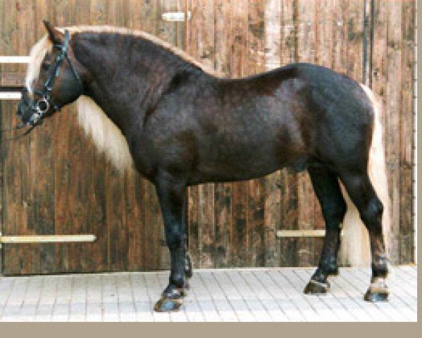 stallion Remo (Black Forest Horse, 1994, from Retter)