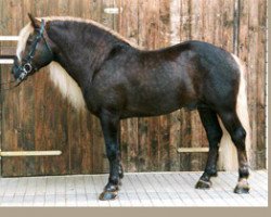 Deckhengst Remo (Schwarzwälder Kaltblut, 1994, von Retter)