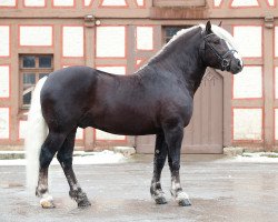 stallion Markus (Black Forest Horse, 2013, from Markward)