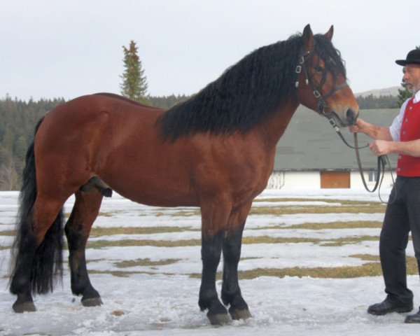 horse Lasse (Black Forest Horse, 2009, from Leonhard)