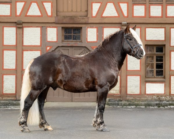 Deckhengst Vinzent (Schwarzwälder Kaltblut, 2016, von Vento)