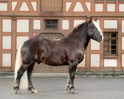 stallion Vinzent (Black Forest Horse, 2016, from Vento)