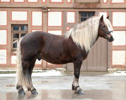 stallion Finn RN (Black Forest Horse,  , from Feldsee)