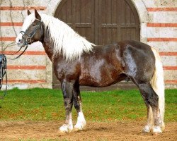 stallion Ramstein (Black Forest Horse,  , from Revisor)