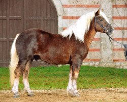 stallion Wildbach (Black Forest Horse, 2011, from Wilder Retter)